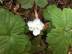 Image of roughfruit berry