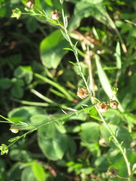 Image of common flax