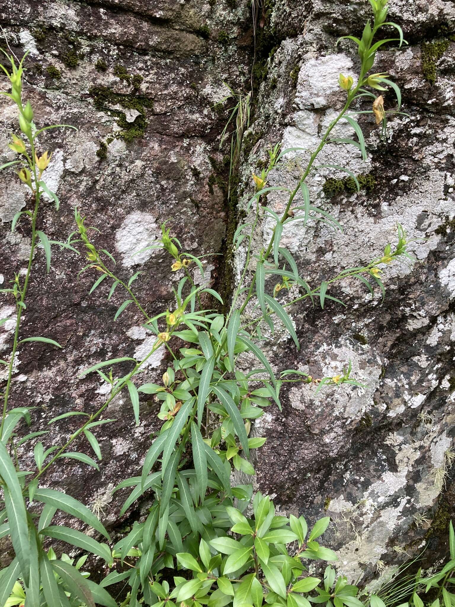 Image de Ludwigia longifolia (DC.) Hara