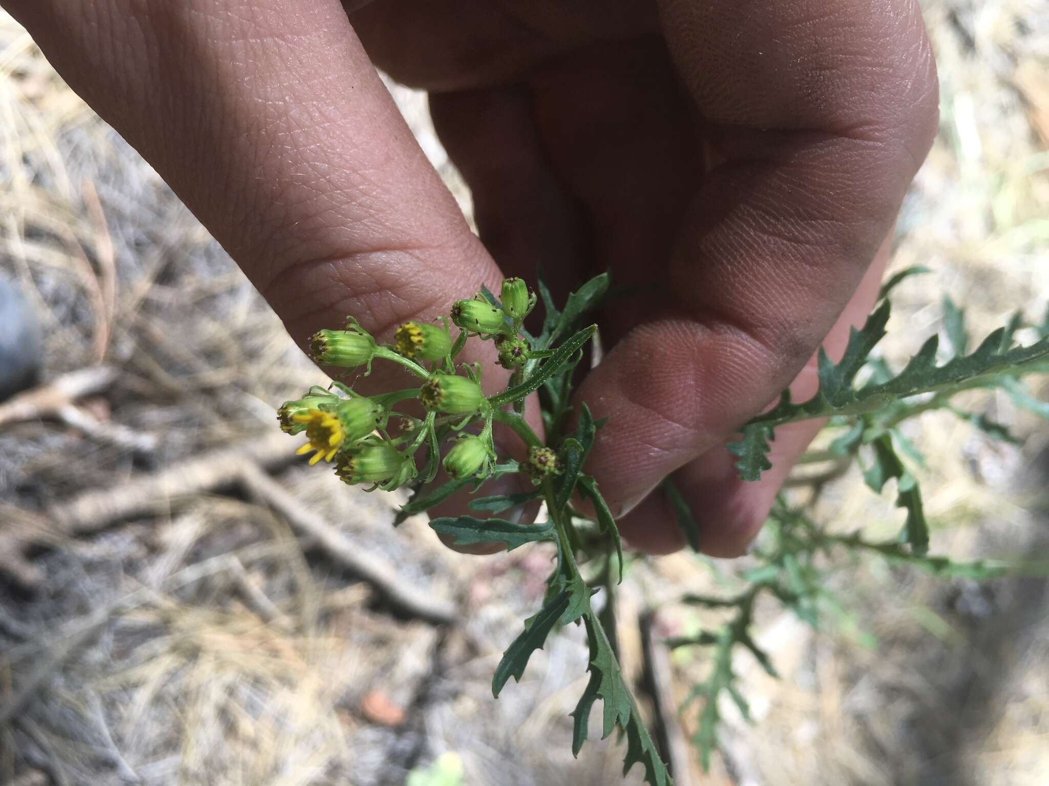 Image of Desert Ragwort