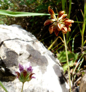 Image of Trifolium erubescens Fenzl