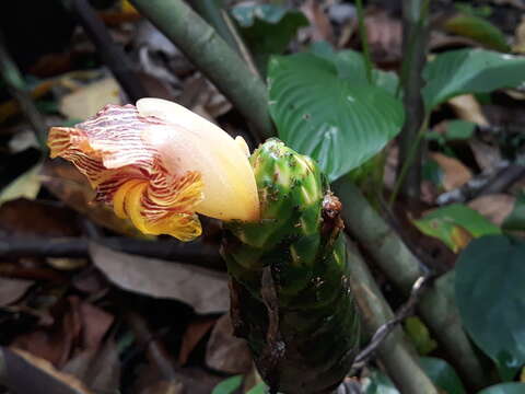 Imagem de Costus dirzoi García-Mend. & G. Ibarra