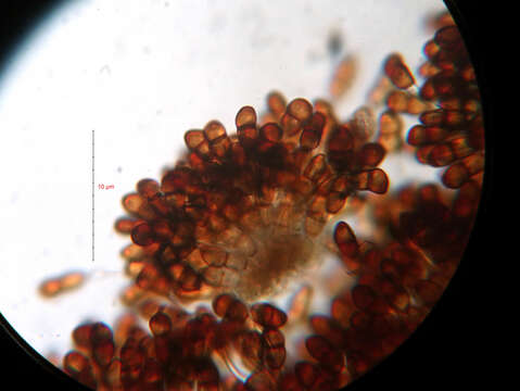 Image of Puccinia tanaceti DC. 1805