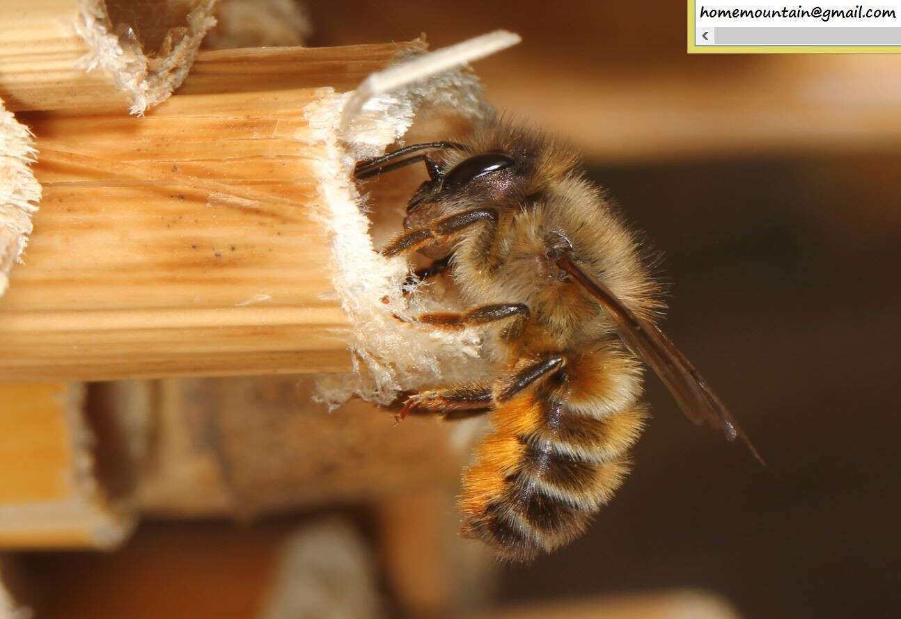 Image of Osmia excavata Alfken 1903