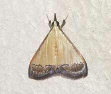 Image of Pseudonoorda nigropunctalis Hampson 1899