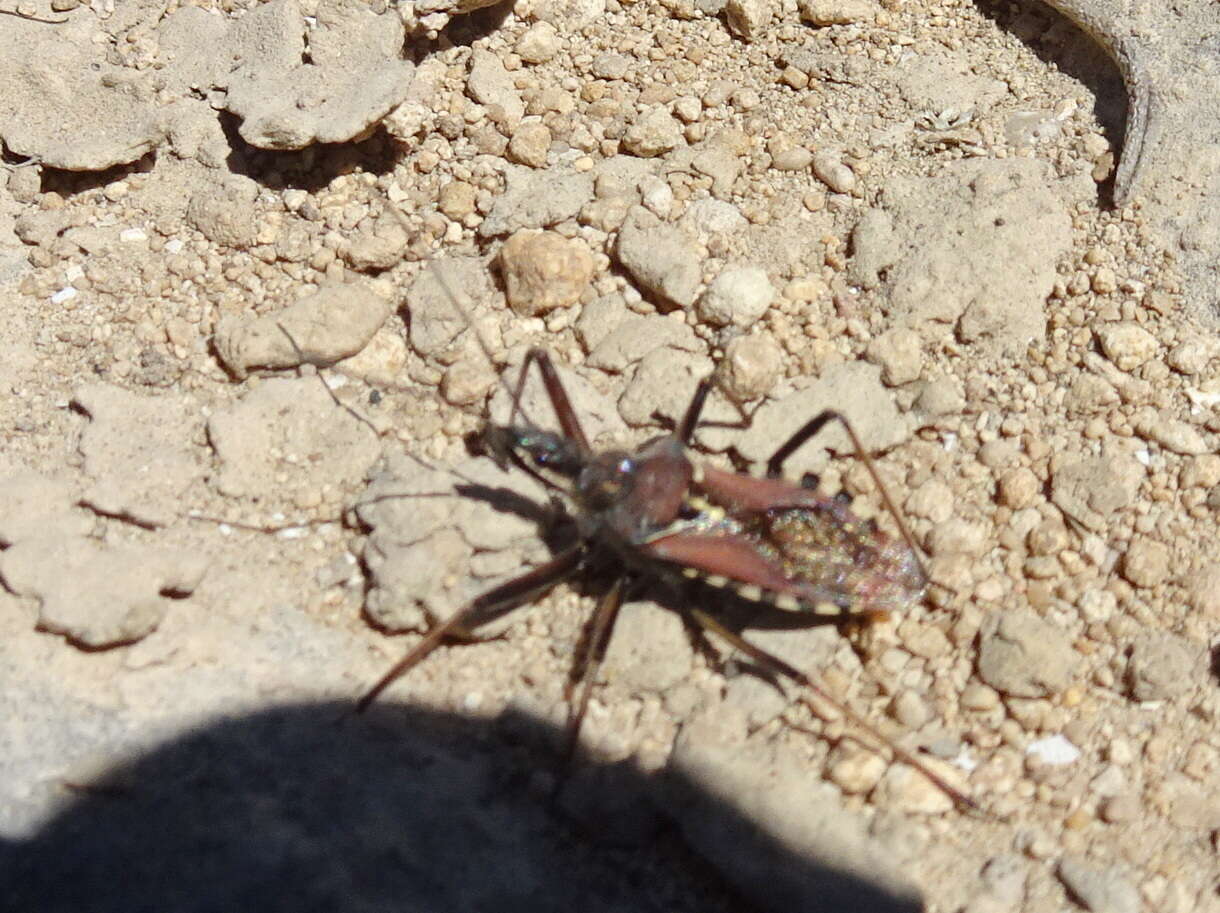 Plancia ëd Rhynocoris erythropus (Linnaeus 1767)