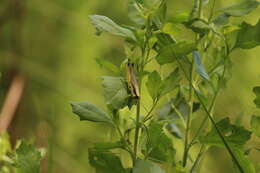 Image of Olive-green Swamp Grasshopper