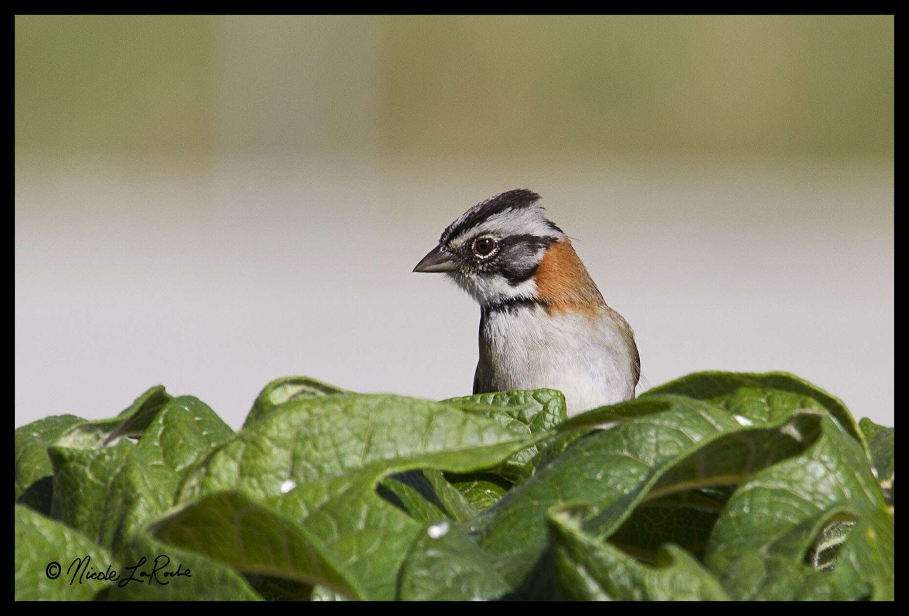 Image of Rufous-collared Sparrow