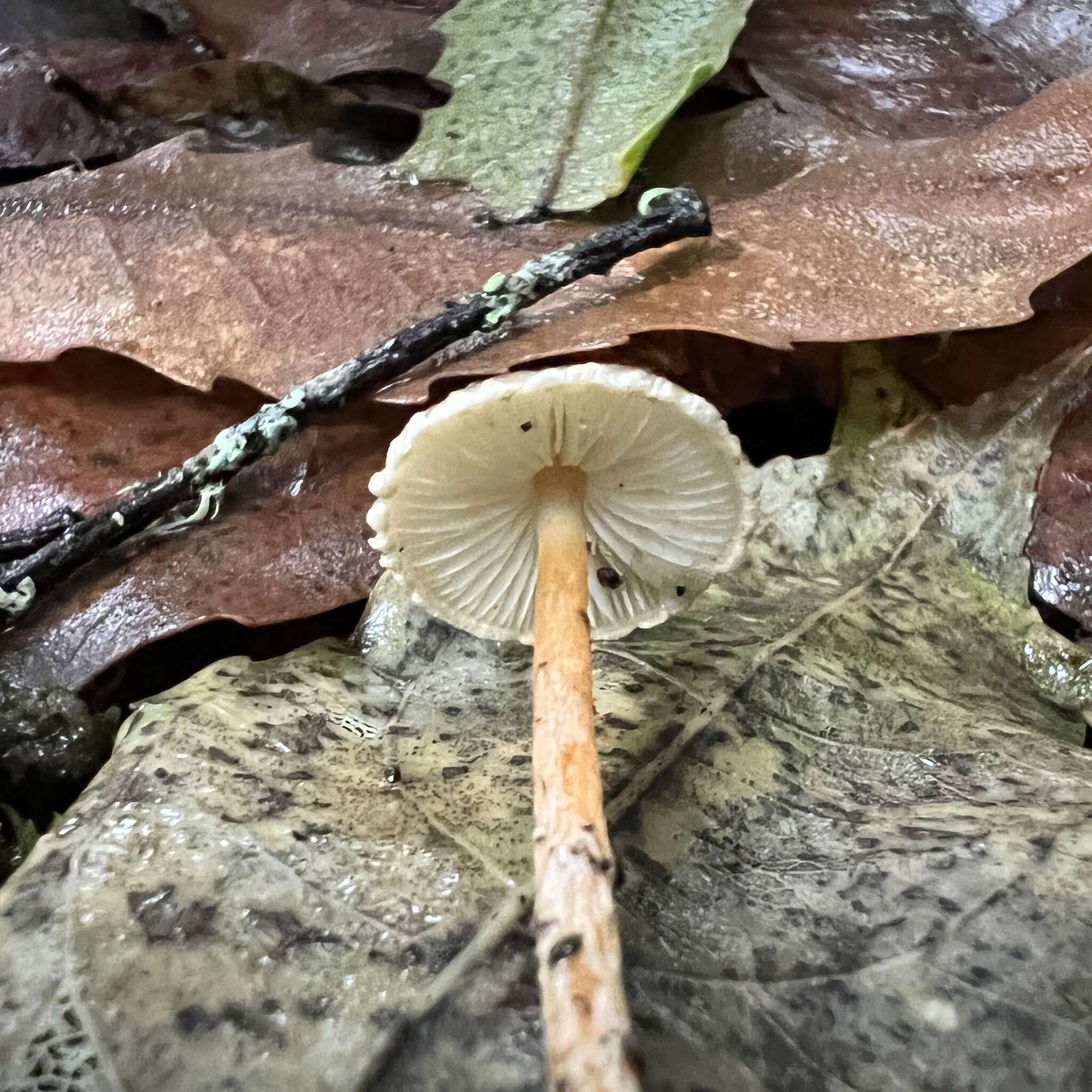 Image de Lepiota calcarata (E. Horak) E. Horak 1980