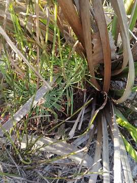 Image of Stylidium brunonianum Benth.