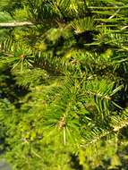 Image of Manchurian Fir