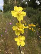 Image of Verbascum undulatum Lam.