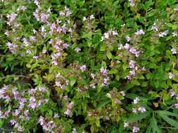 Image of Thymus curtus Klokov