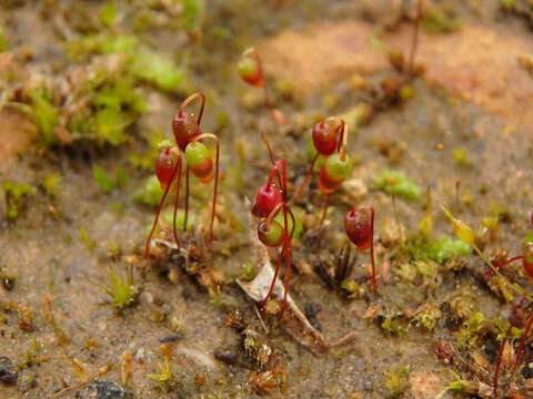 Image of bryum moss