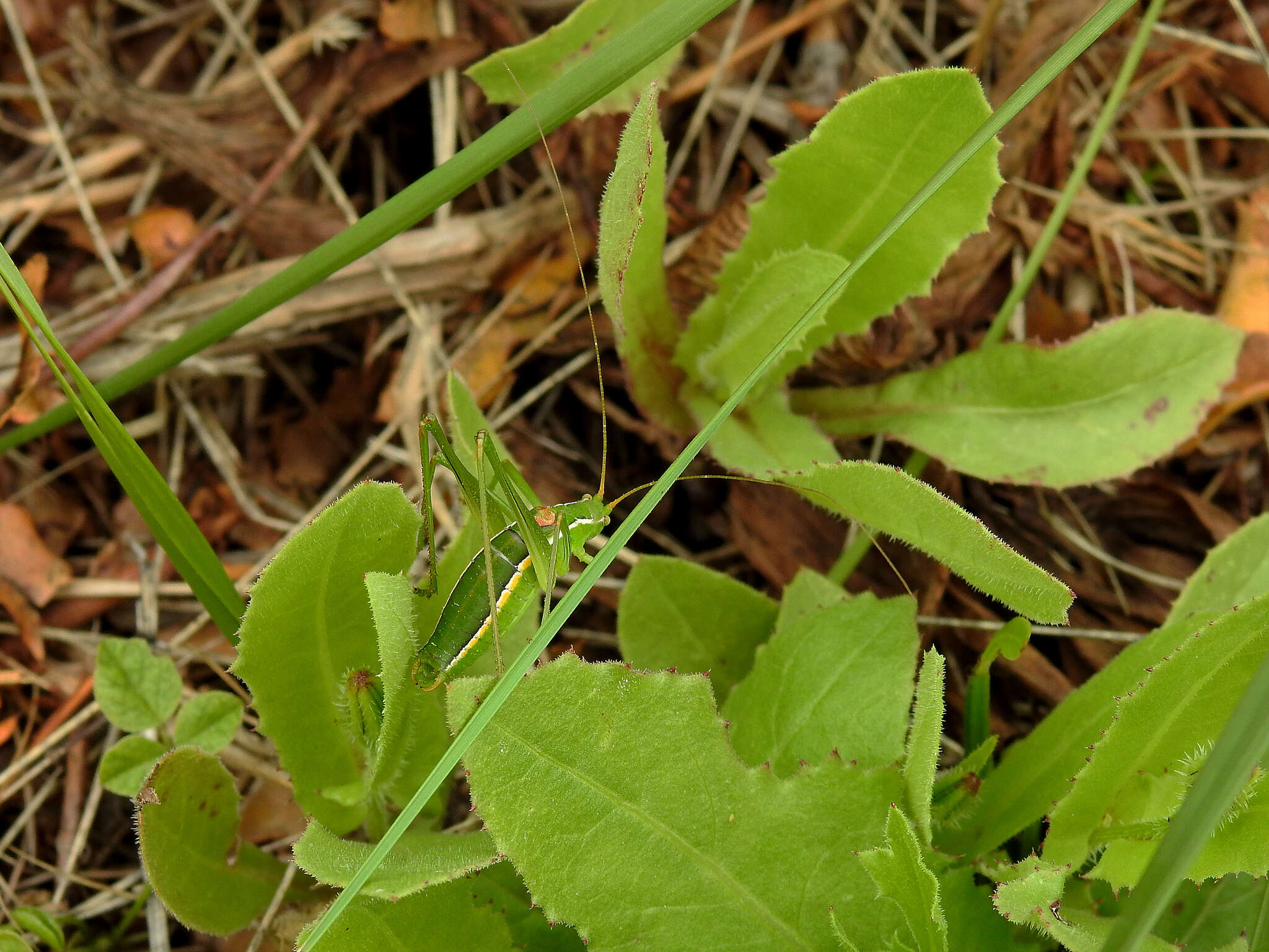 Sivun Odontura (Odontura) glabricauda (Charpentier 1825) kuva