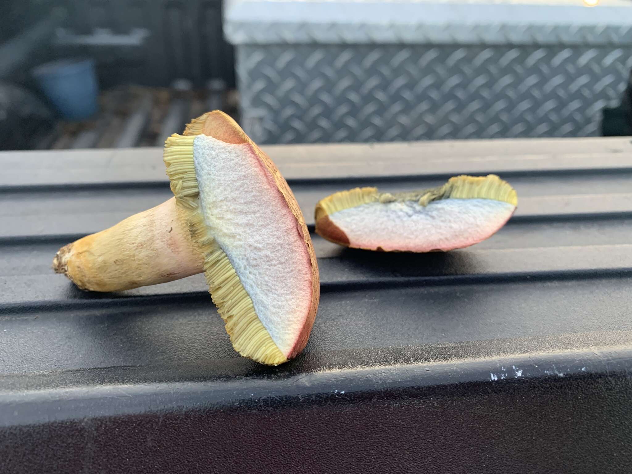 Image of Boletus patrioticus T. J. Baroni, Bessette & Roody 1998