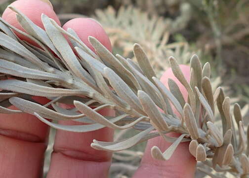 Image of Athanasia tomentosa Thunb.