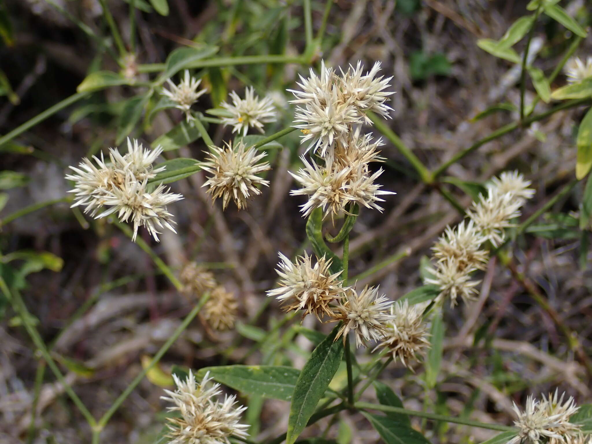 Image de Alternanthera echinocephala (Hook. fil.) Christopherson