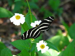 Image of Zebra Longwing