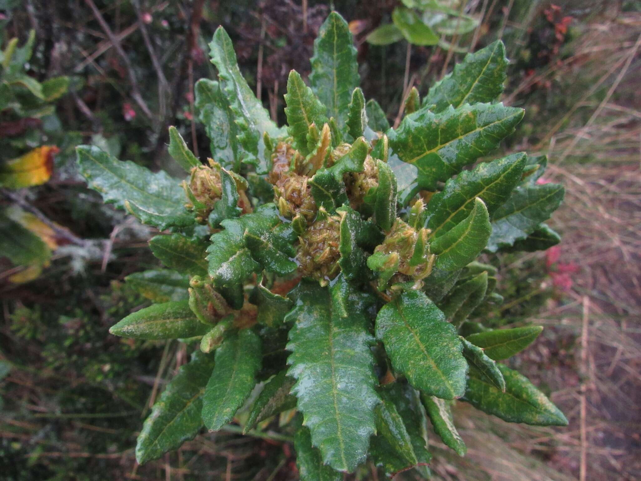 Image of Monticalia guadalupe subsp. guadalupe