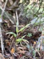 Image of Long-claw orchids