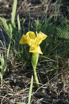 Image of Iris humilis Georgi