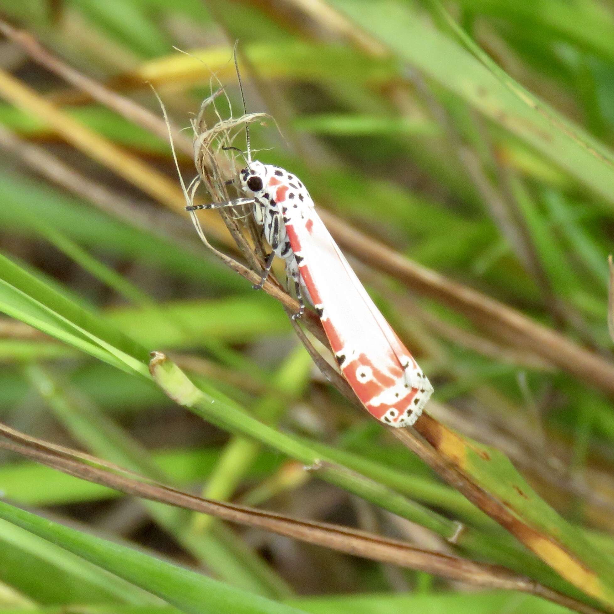 Sivun Utetheisa ornatrix Linnaeus 1758 kuva