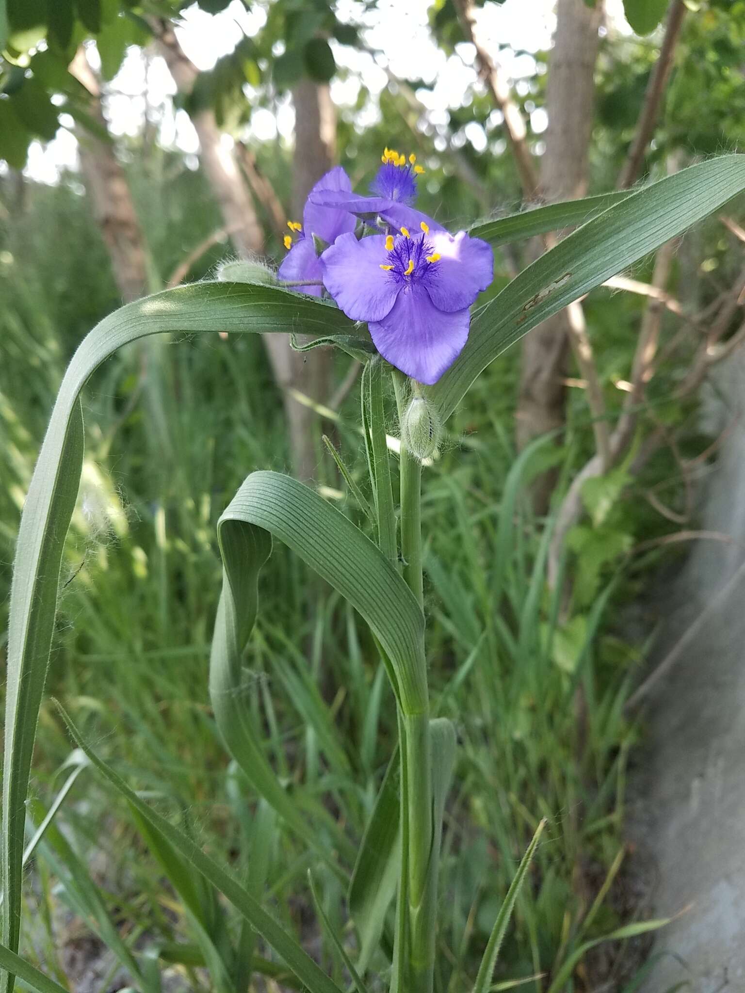 Image of longbract spiderwort