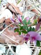 Cytisus purpureus Scop.的圖片