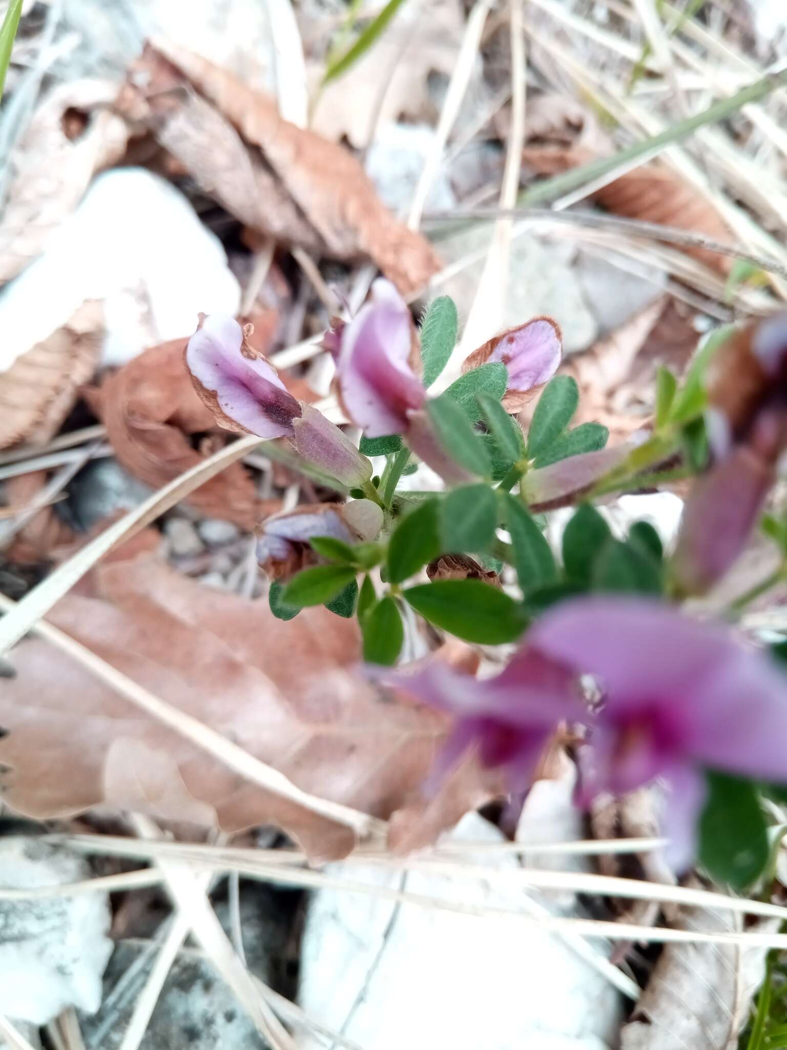 Cytisus purpureus Scop.的圖片