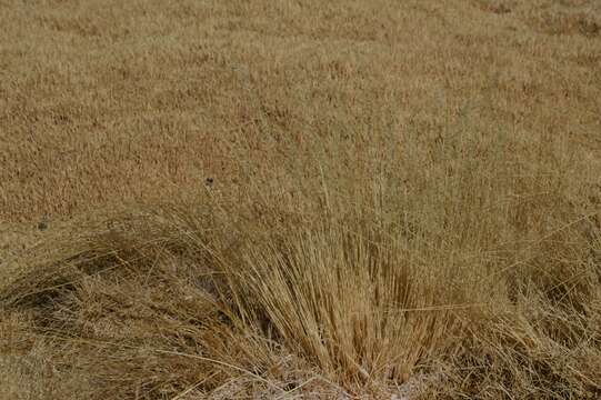 Sivun Calamagrostis deserticola (Phil.) Phil. kuva