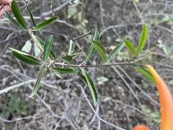 Image de Bignonia longiflora Cav.