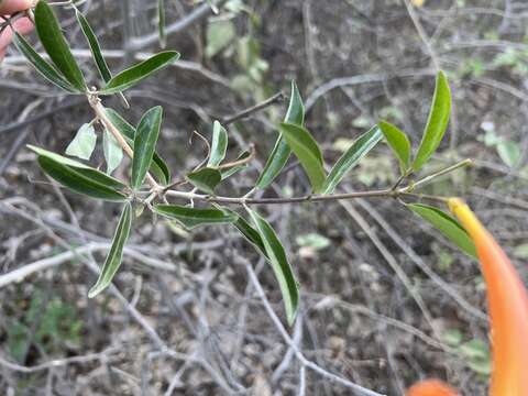 Imagem de Bignonia longiflora Cav.