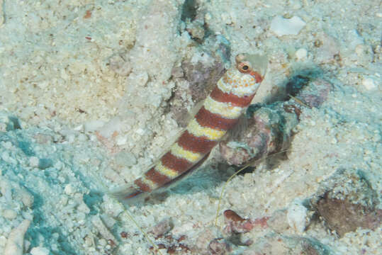 Image of Gorgeous prawn goby