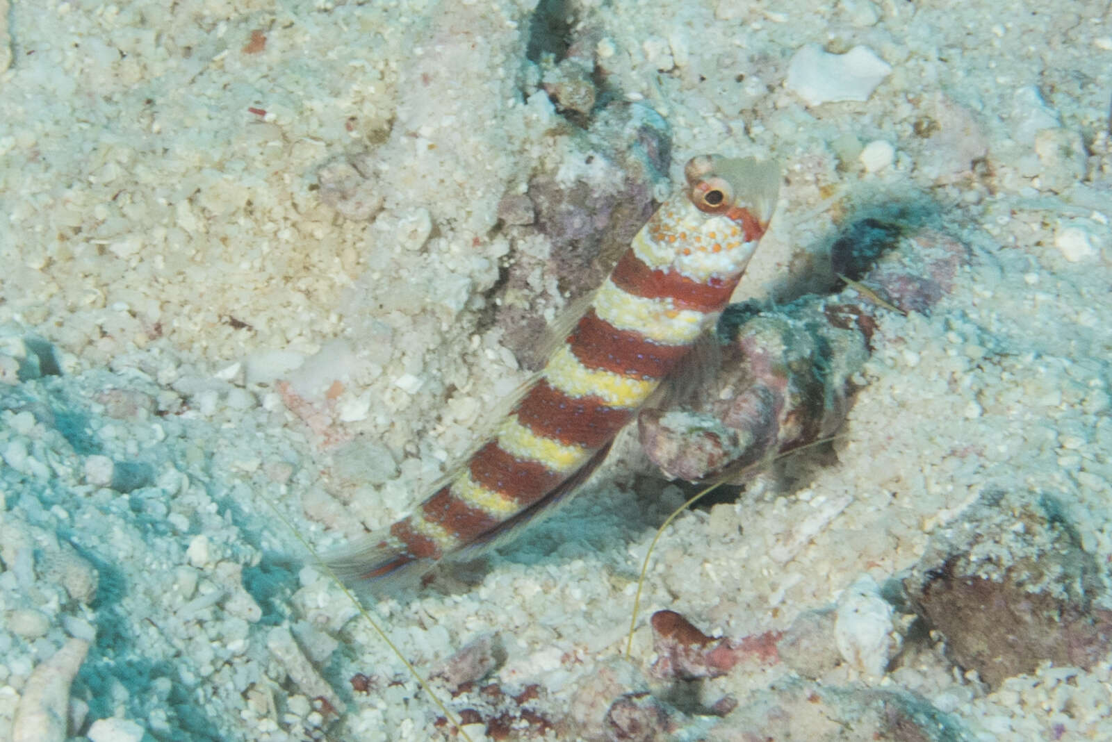 Image of Gorgeous prawn goby