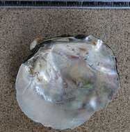 Image of Rough Maple Leaf Pearly Mussel