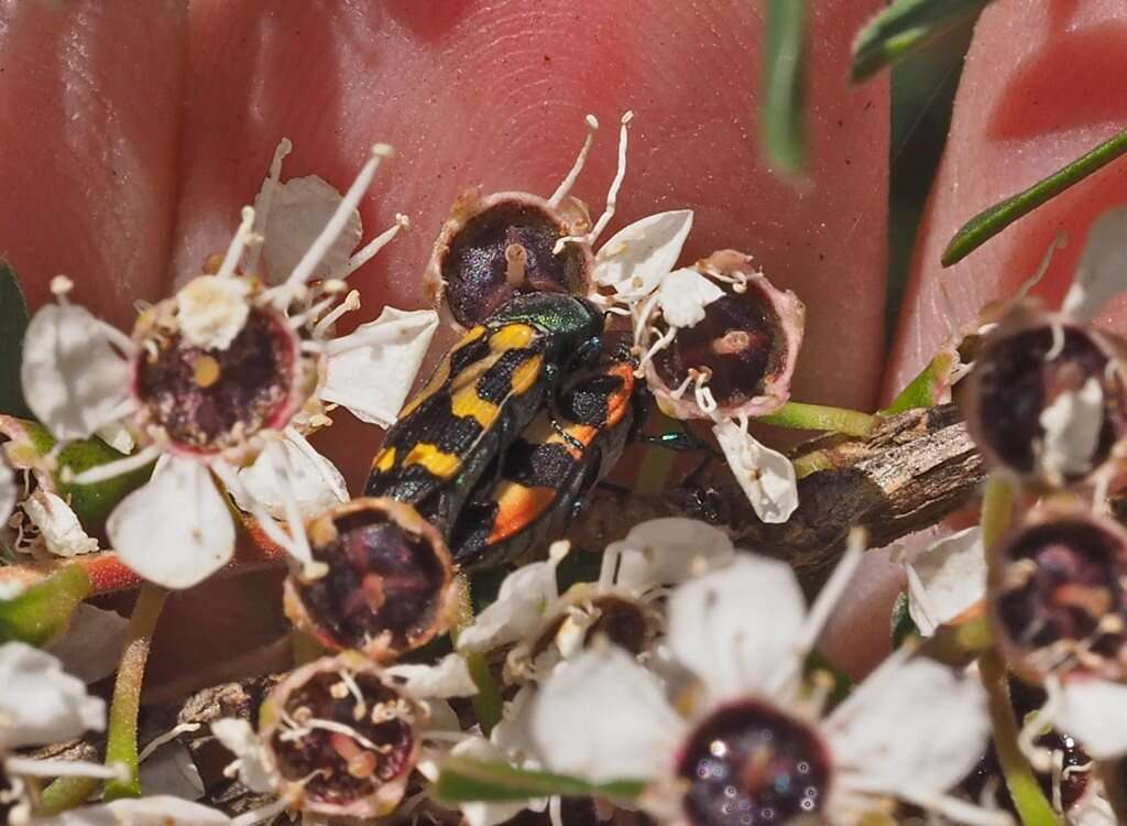 Sivun Castiarina flavopicta (Boisduval 1835) kuva