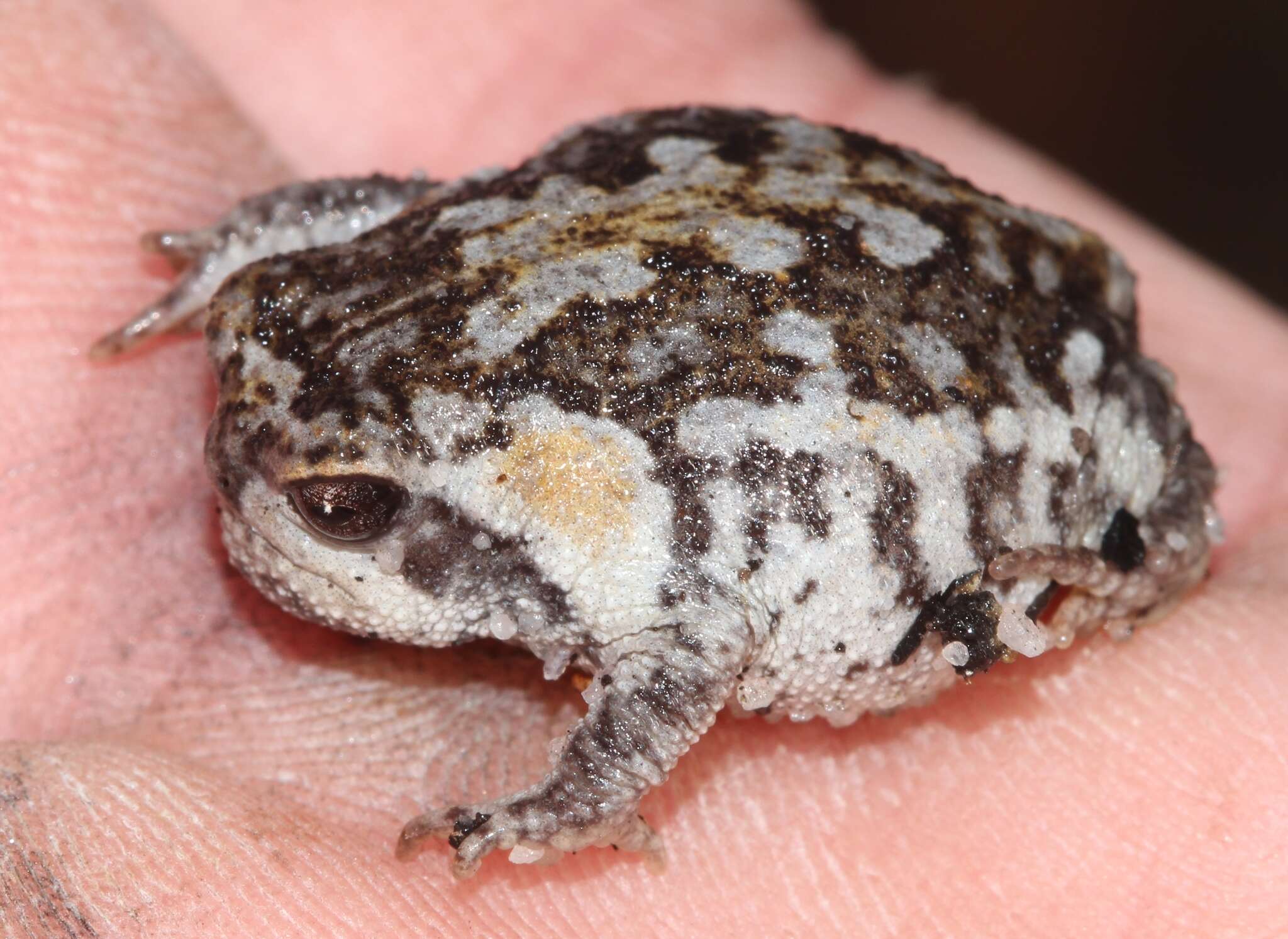 Image of Mountain Rain Frog