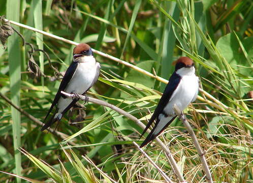 Hirundo smithii smithii Leach 1818 resmi