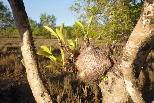 Imagem de Myrmecodia beccarii Hook. fil.