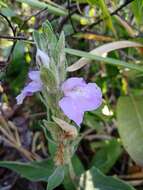 Image de Justicia chrysotrichoma Pohl ex Nees