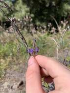 Image of Lavandula canariensis subsp. palmensis Upson & S. Andrews