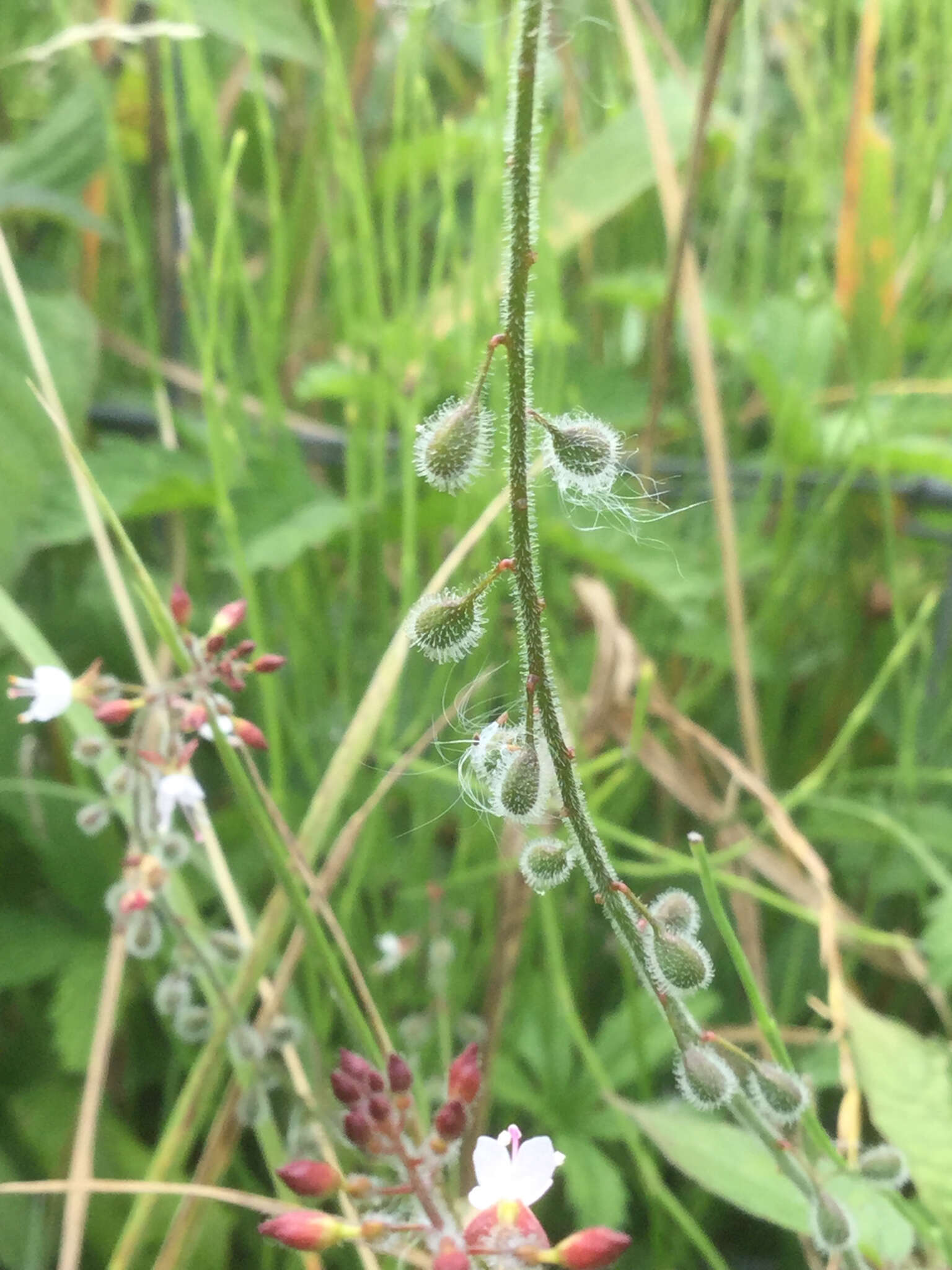 Image of broadleaf enchanter's nightshade