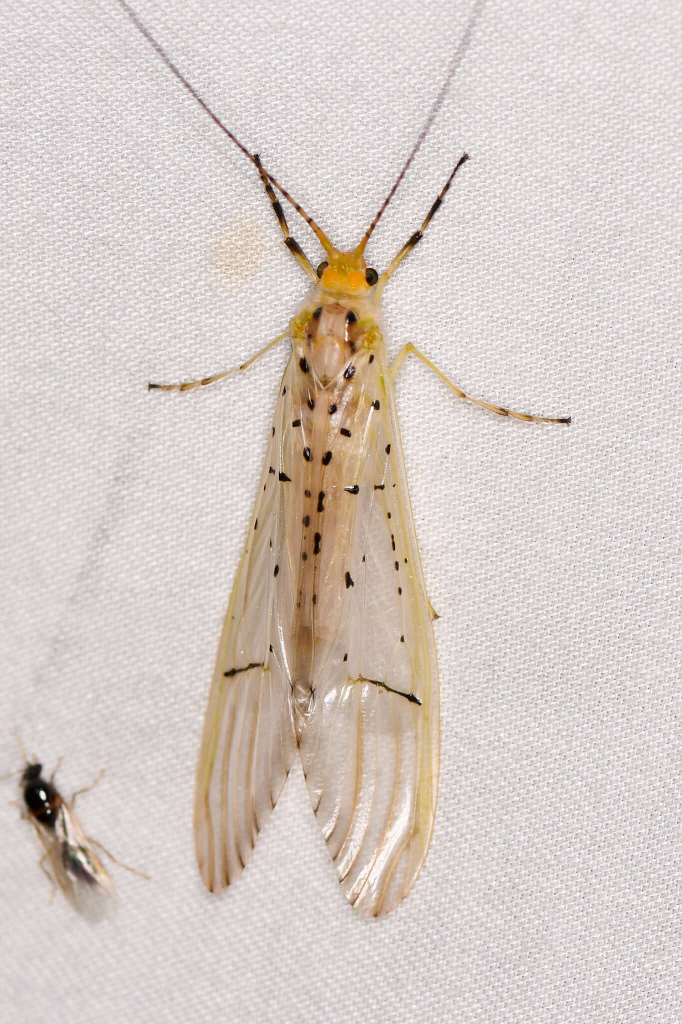 Image of Synoestropsis punctipennis Ulmer 1905