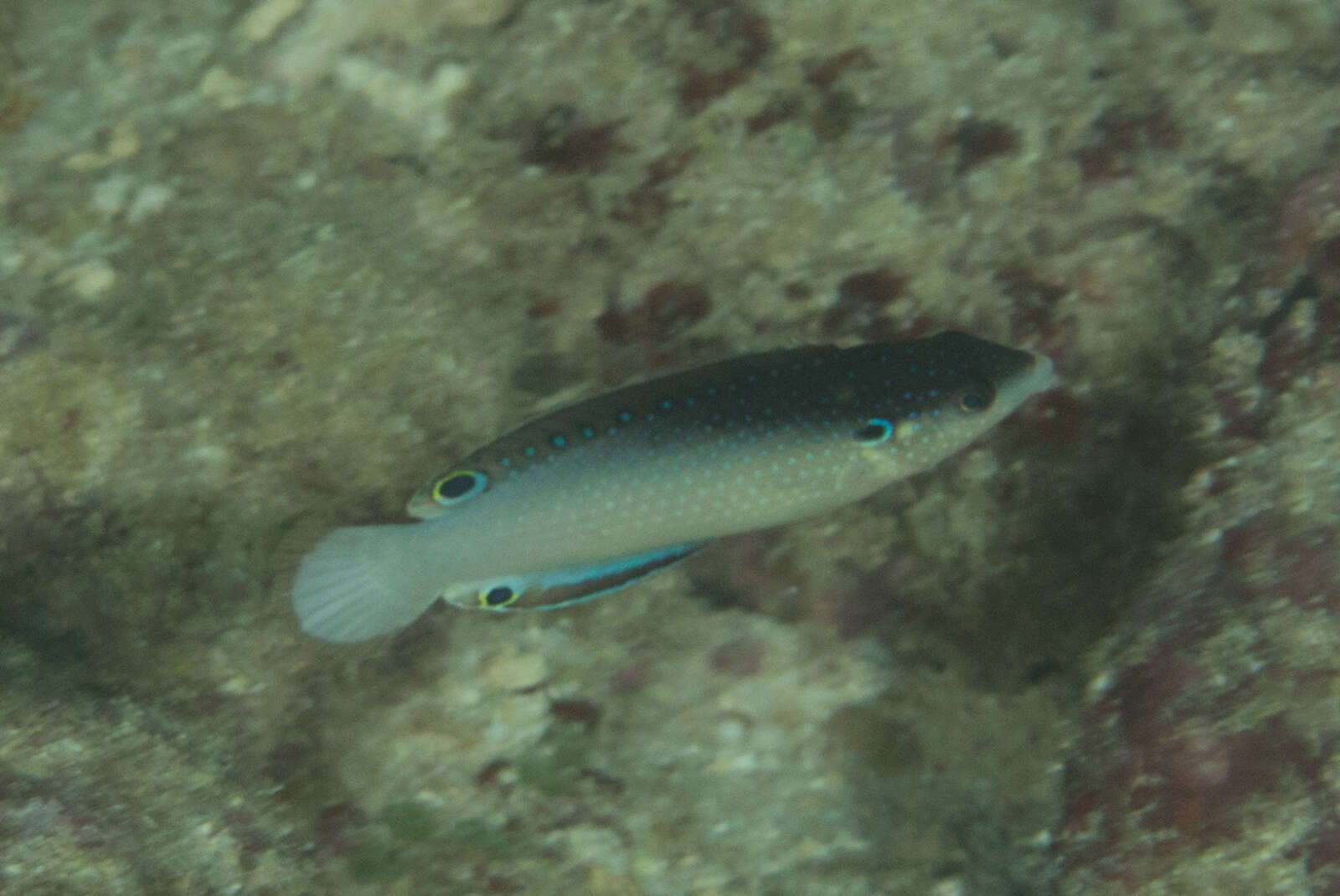 Image of New guinea wrasse