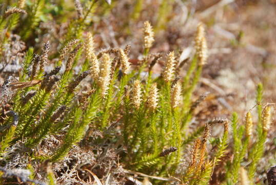 Image of Spinulum annotinum subsp. alpestre