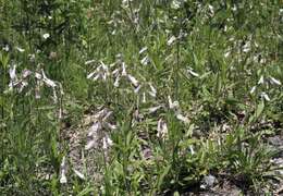 Image de Penstemon hirsutus (L.) Willd.