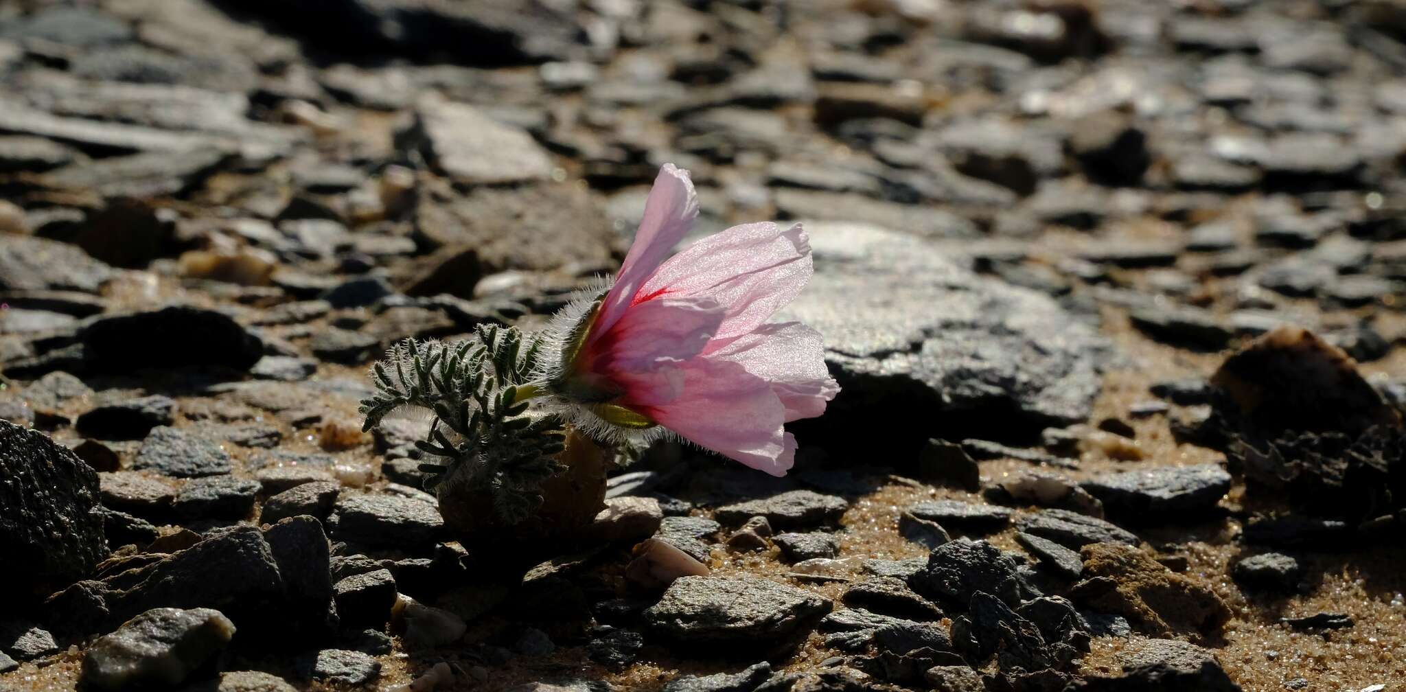 Image of Monsonia multifida E. Mey.