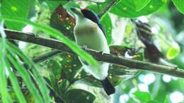 Image of White-mantled Barbet