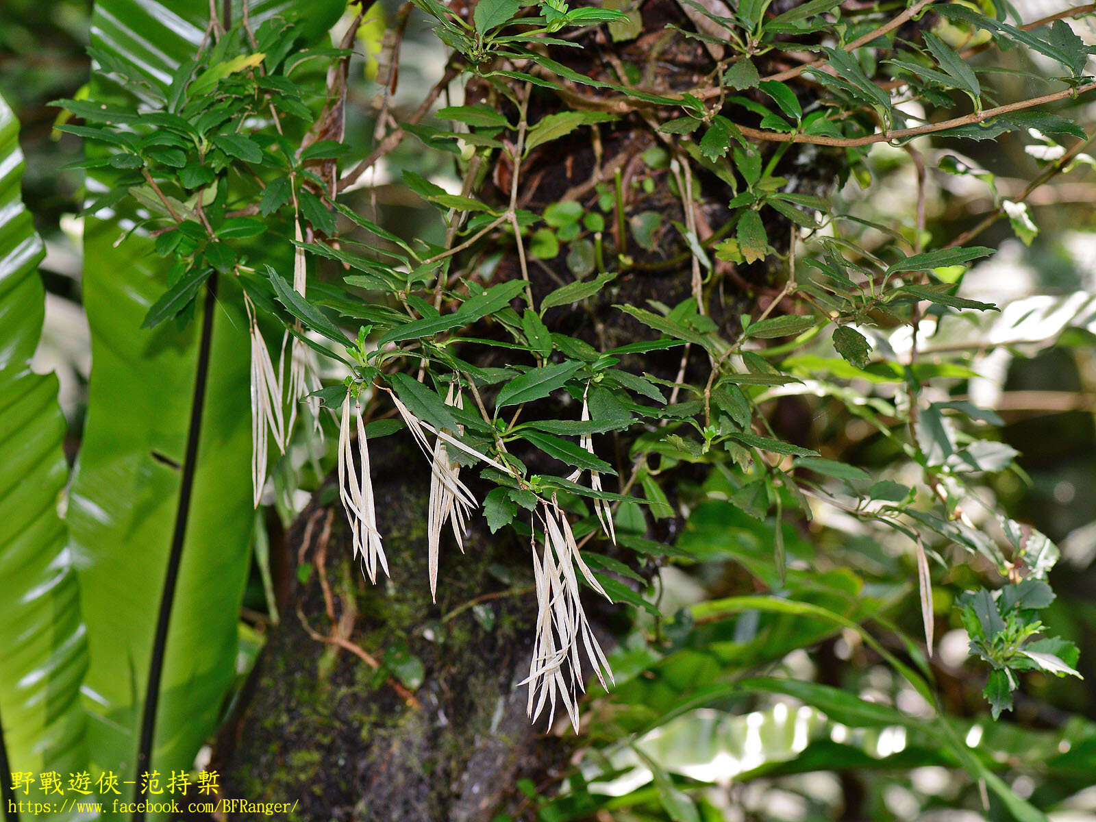 Image of Lysionotus pauciflorus var. pauciflorus